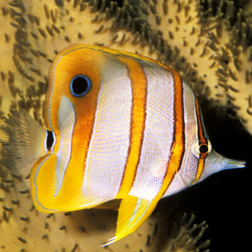 Chelmon rostratus : 7-9 cm
